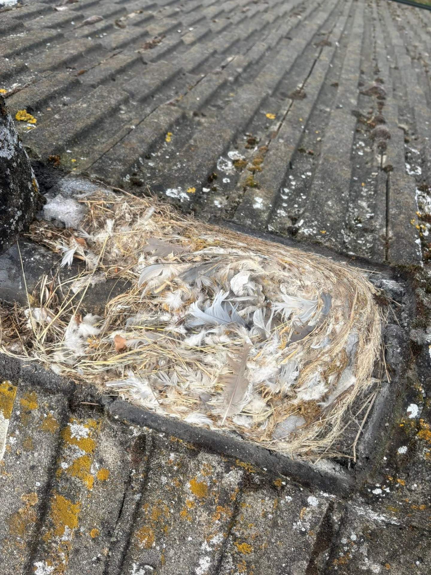 Large bird nest packed under a roof ridge tile